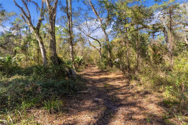 view of local wilderness