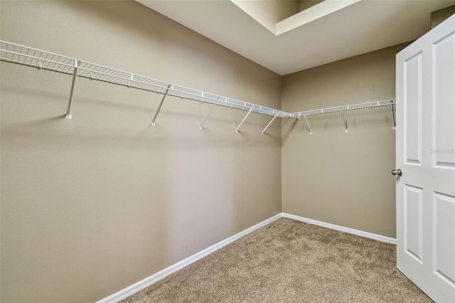 walk in closet featuring carpet floors