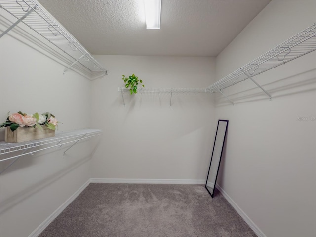 walk in closet featuring carpet flooring