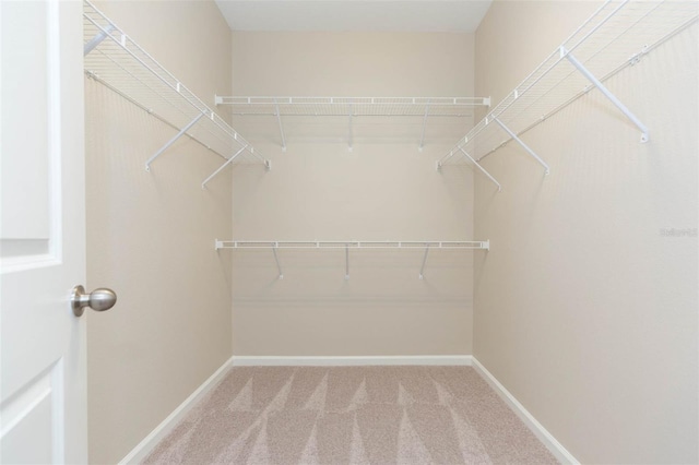 walk in closet featuring carpet floors