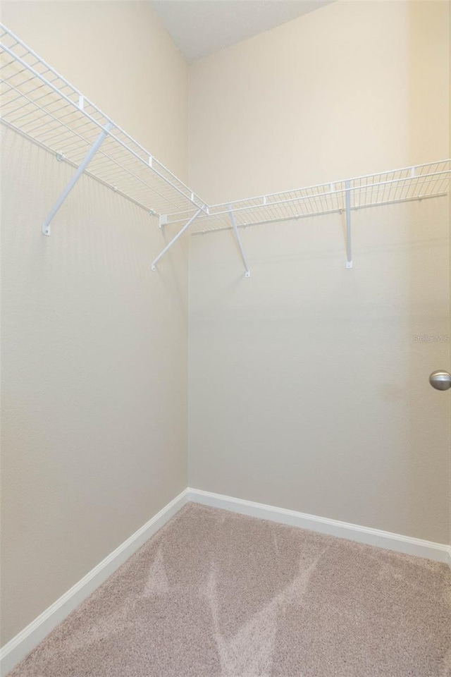 spacious closet with carpet flooring