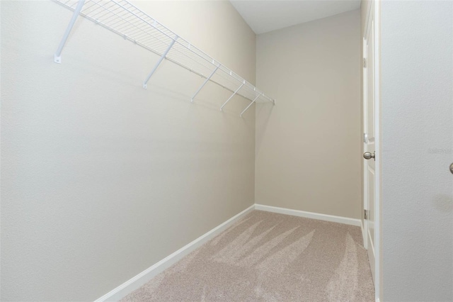 spacious closet featuring carpet flooring