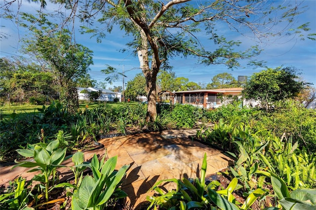 view of yard featuring a patio area