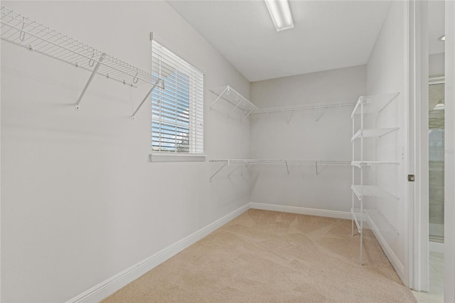 walk in closet with light colored carpet