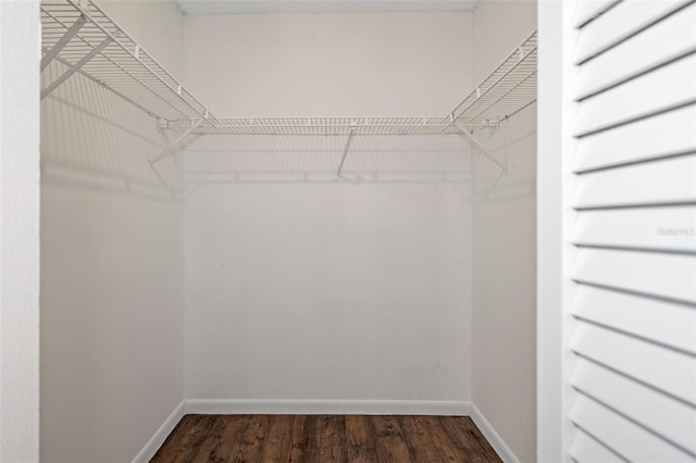 spacious closet featuring dark hardwood / wood-style floors