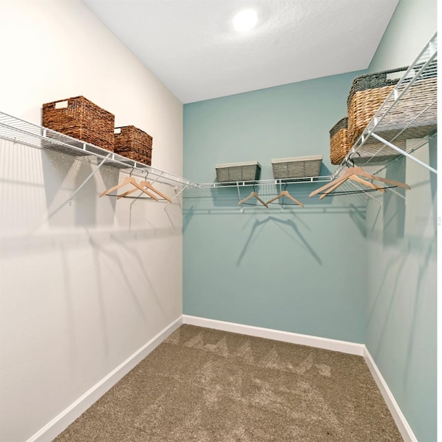 walk in closet with carpet floors