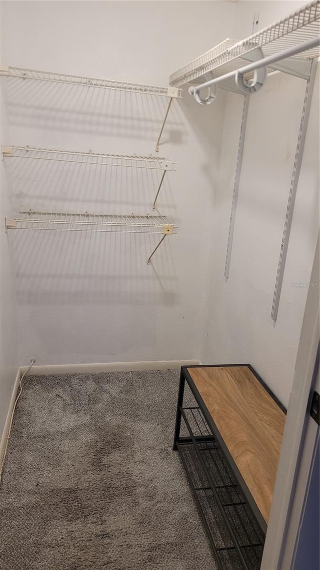 walk in closet with carpet flooring