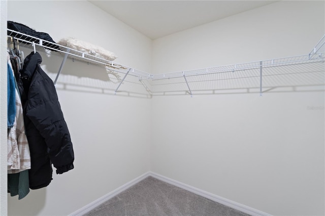 spacious closet featuring carpet