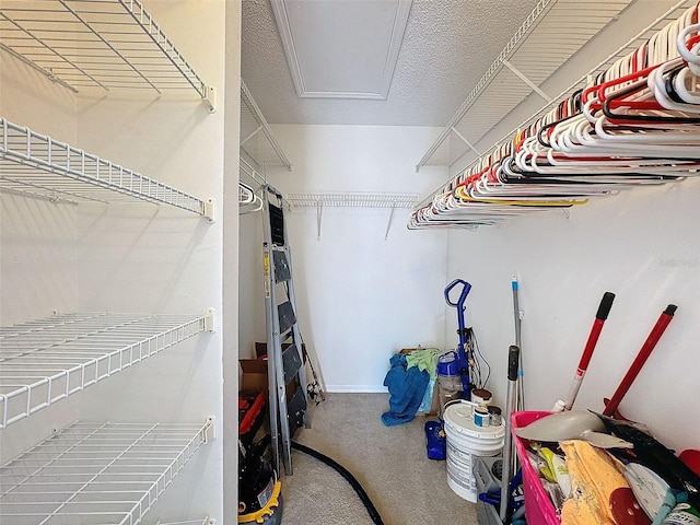 spacious closet featuring carpet