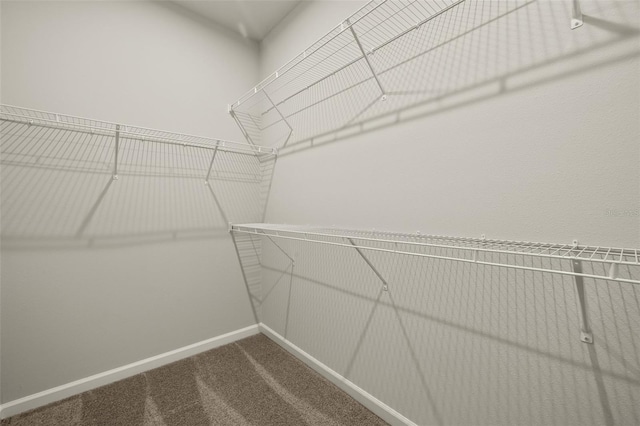 spacious closet featuring carpet flooring