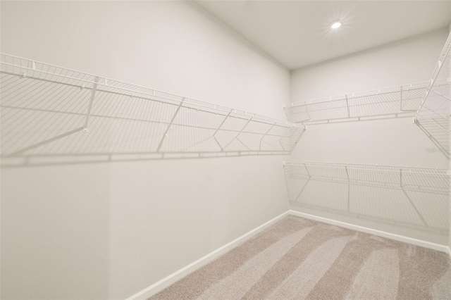 walk in closet featuring carpet flooring