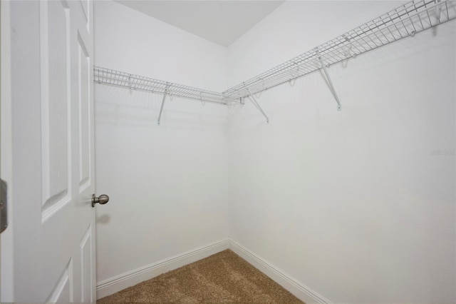 walk in closet featuring carpet