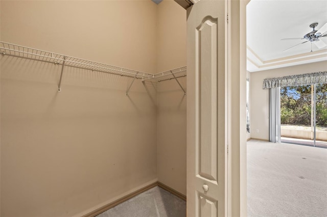 walk in closet featuring carpet floors and a ceiling fan