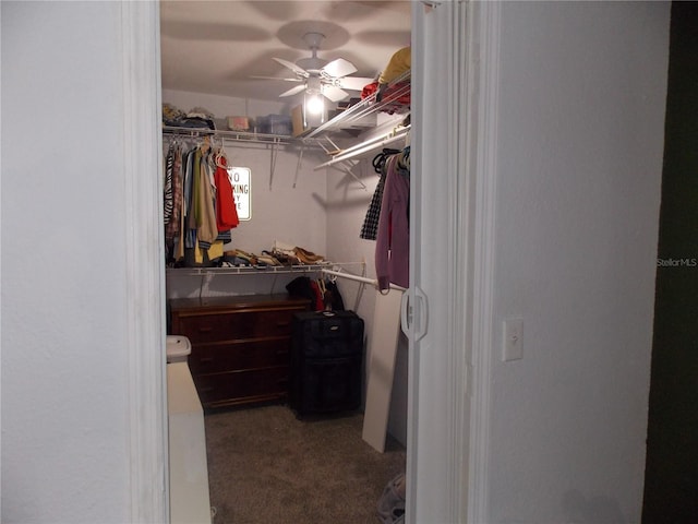 spacious closet featuring carpet flooring and a ceiling fan