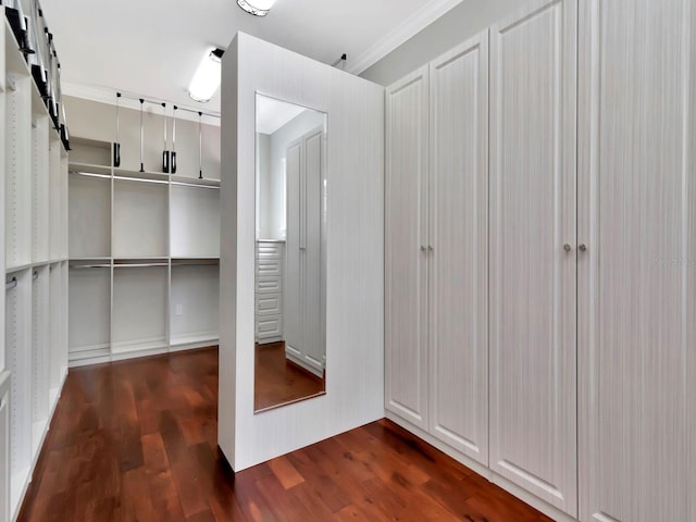 walk in closet featuring dark hardwood / wood-style floors