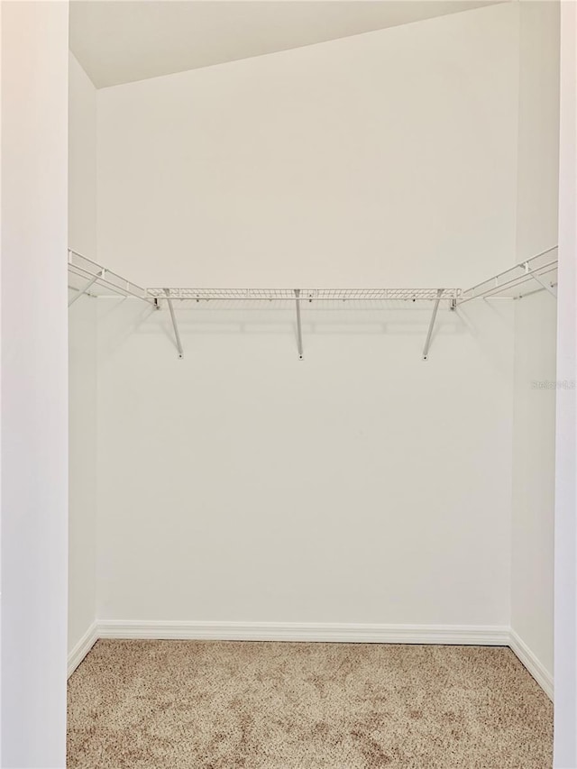 spacious closet featuring carpet floors