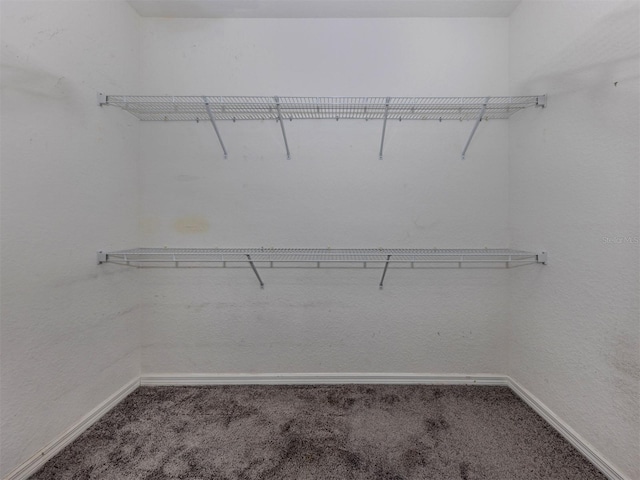 spacious closet with carpet