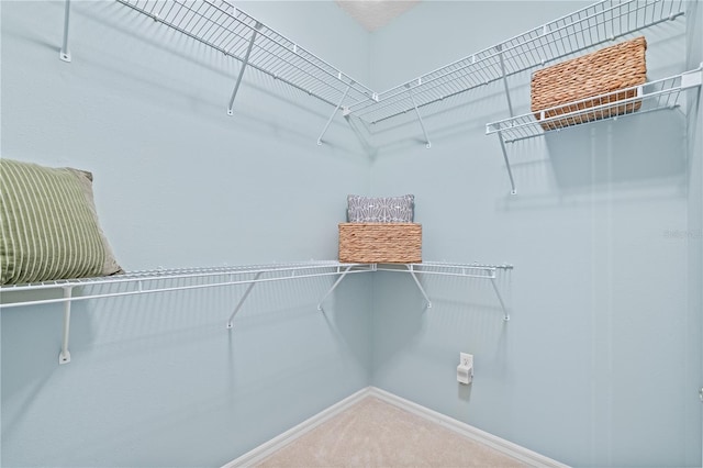 spacious closet featuring carpet flooring