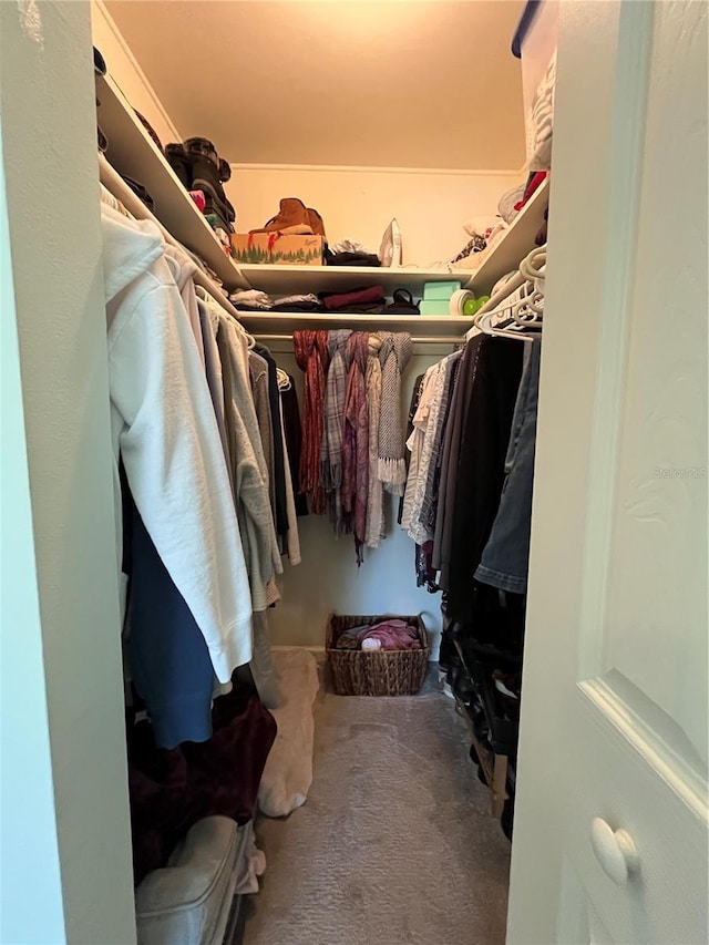 walk in closet with carpet floors