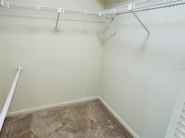 spacious closet with carpet flooring