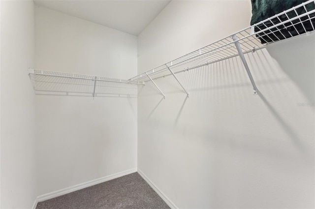 spacious closet with carpet floors