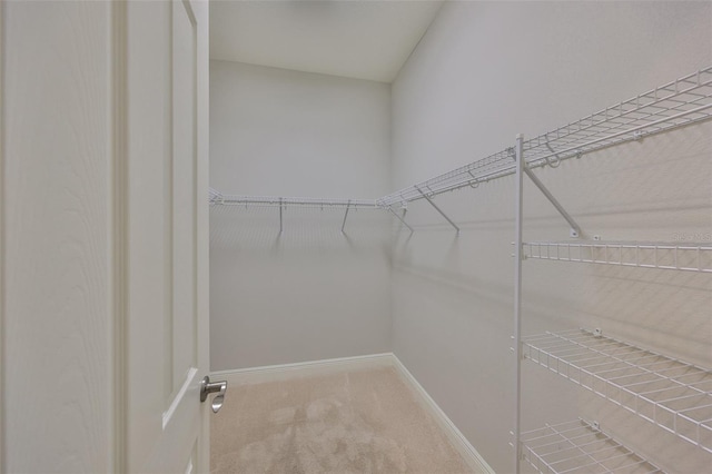 spacious closet featuring carpet flooring