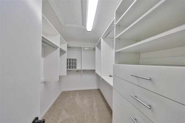 spacious closet featuring carpet flooring