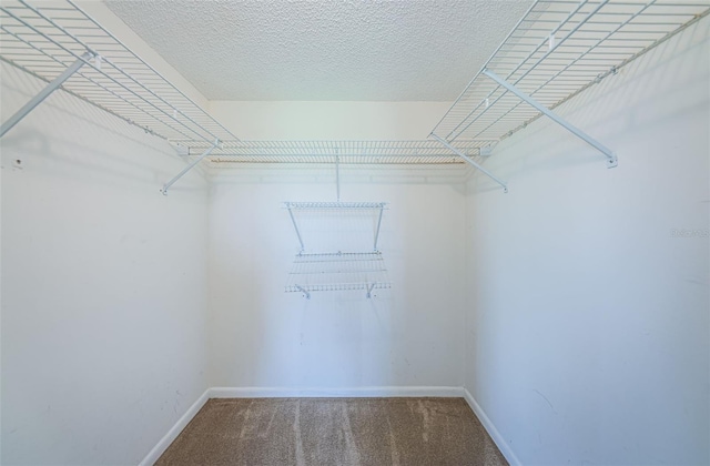 walk in closet featuring carpet flooring