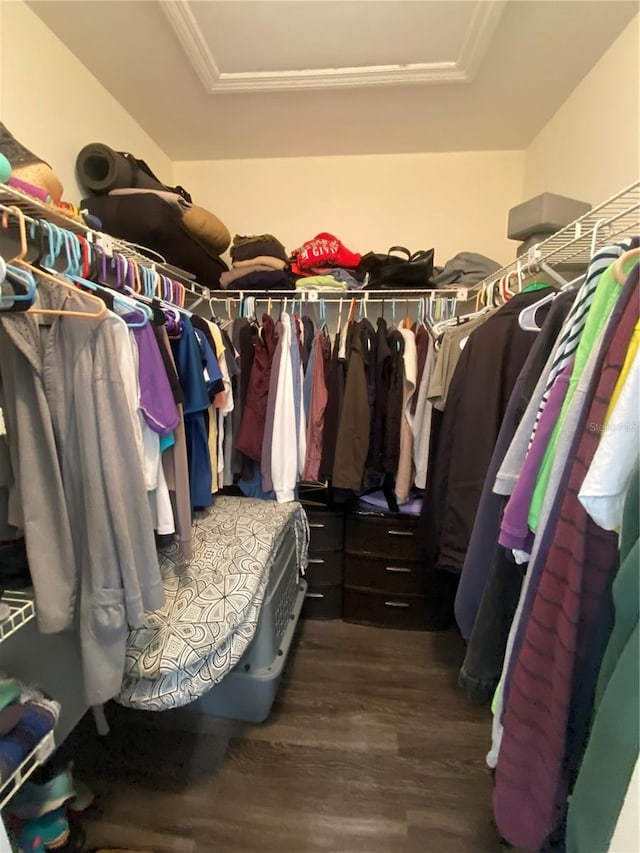 walk in closet featuring a tray ceiling and dark hardwood / wood-style floors