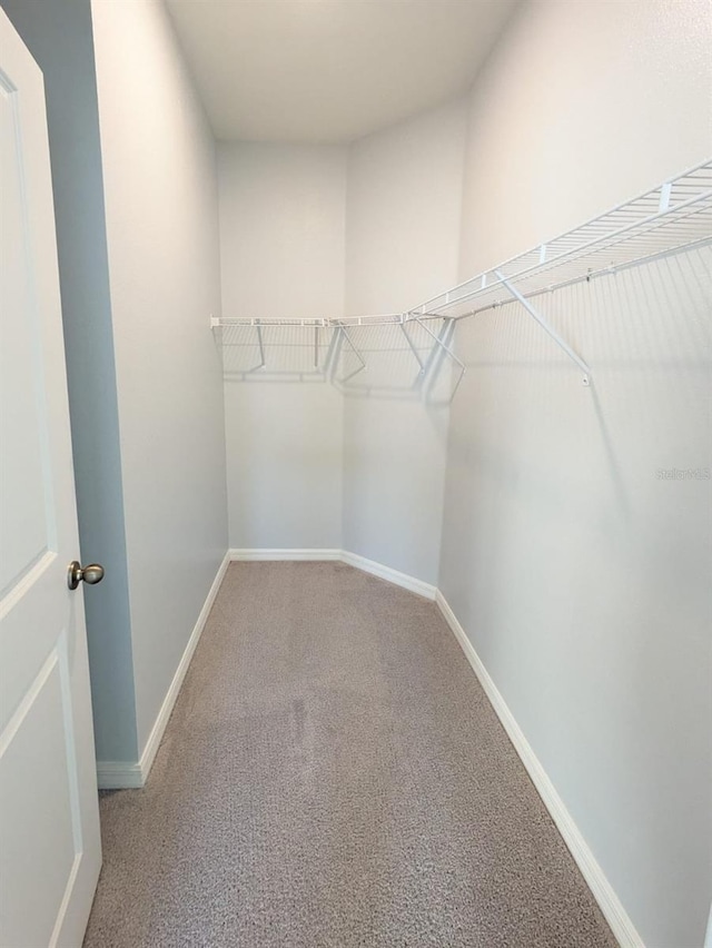 walk in closet featuring carpet flooring