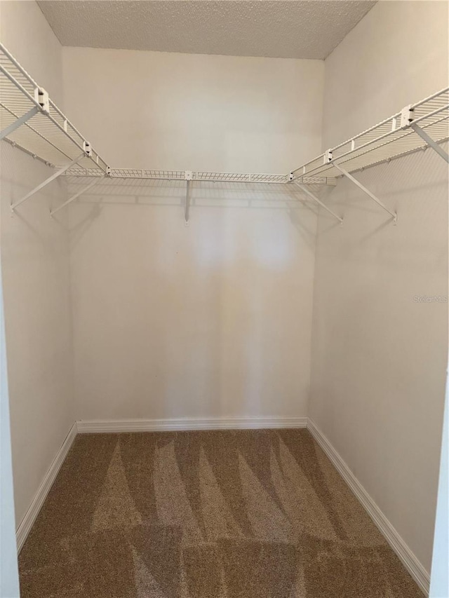 walk in closet featuring carpet floors