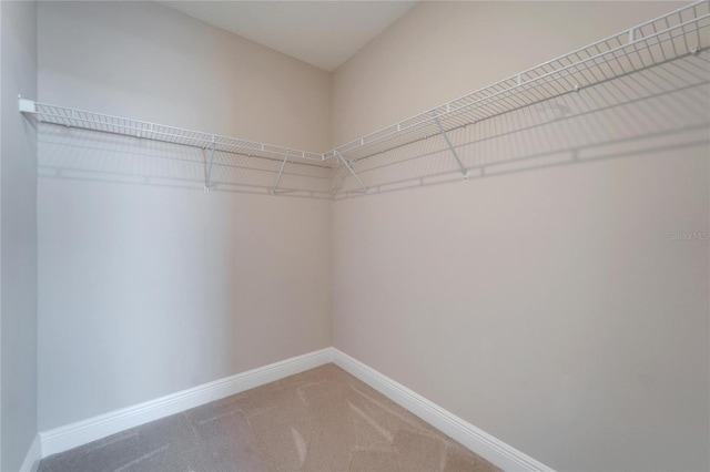 walk in closet with carpet flooring