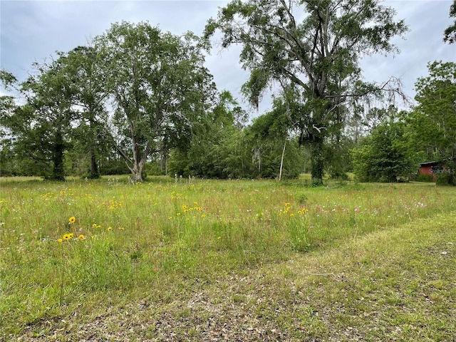 view of local wilderness