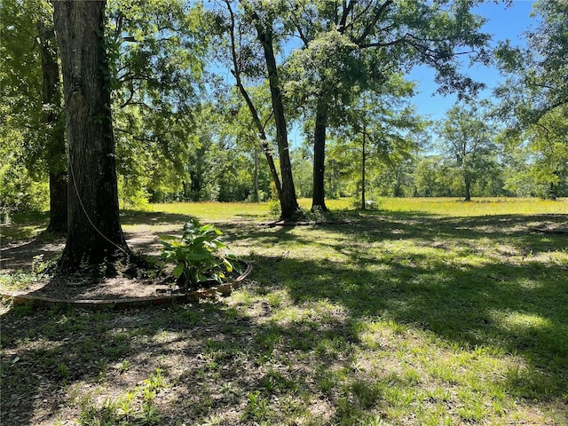 view of local wilderness