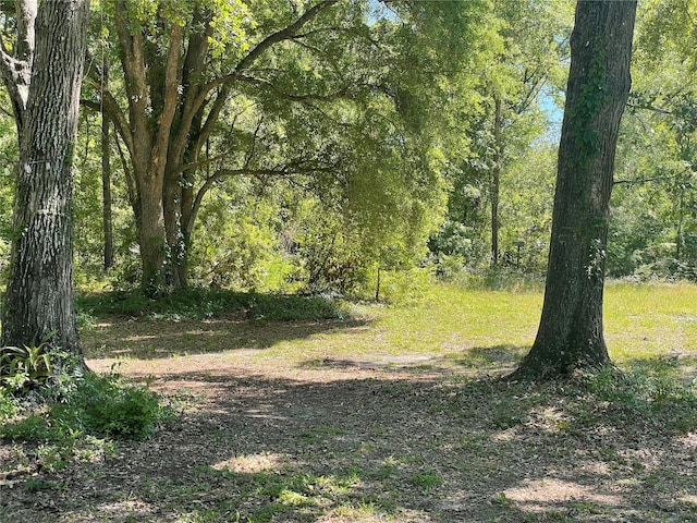 view of local wilderness