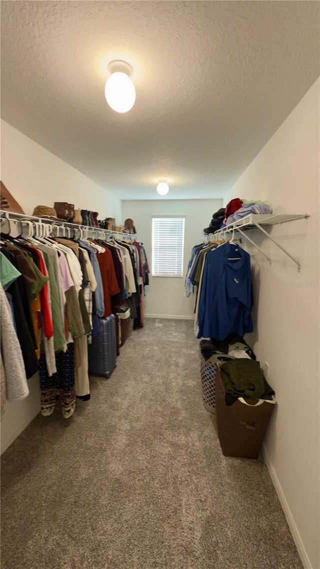 walk in closet with carpet floors