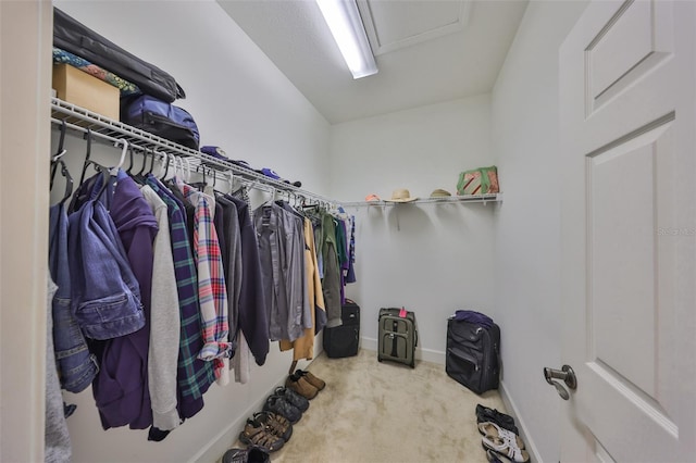 spacious closet featuring carpet flooring