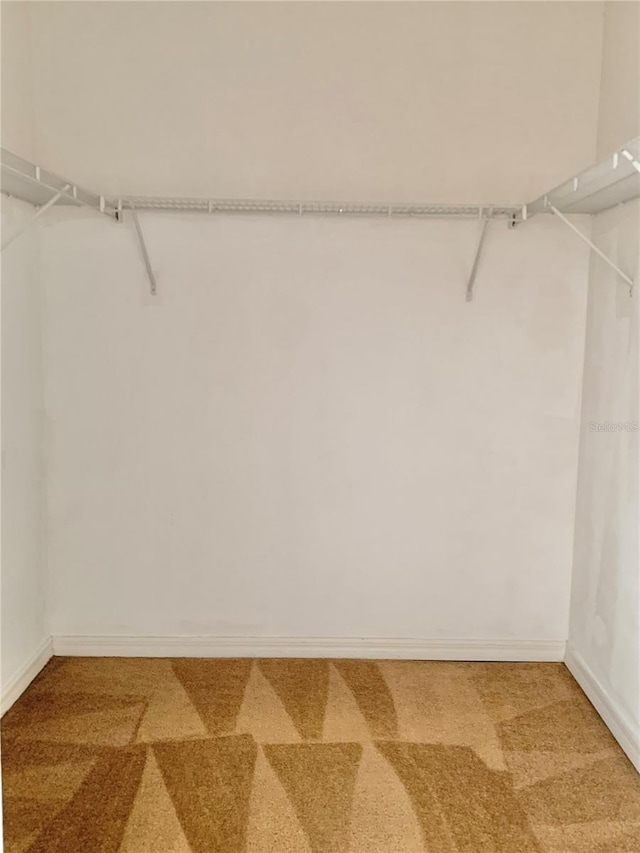 walk in closet with carpet floors