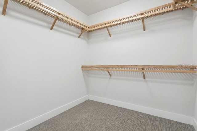 spacious closet featuring carpet floors