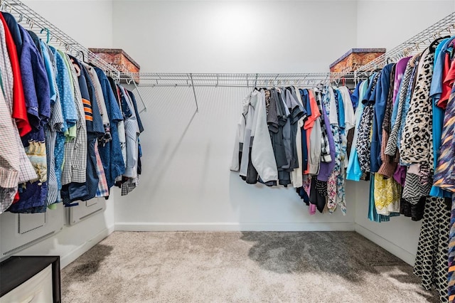 walk in closet with carpet flooring