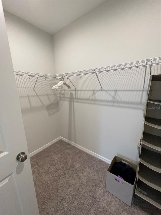 spacious closet with carpet flooring