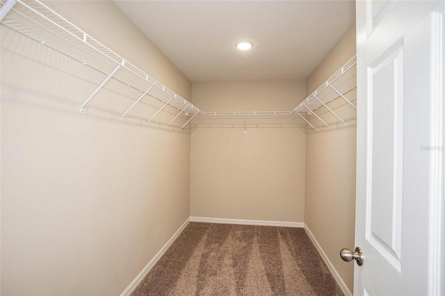 walk in closet with carpet flooring