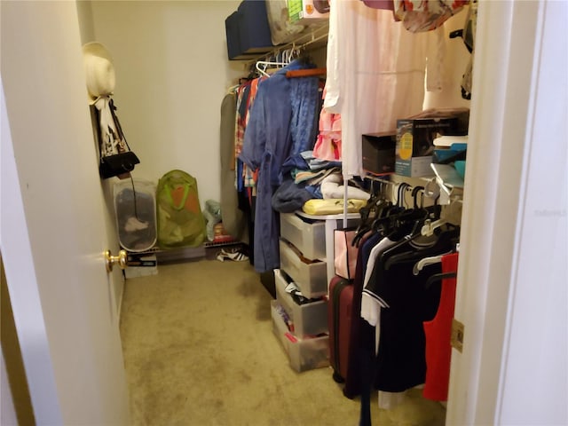 walk in closet with carpet flooring