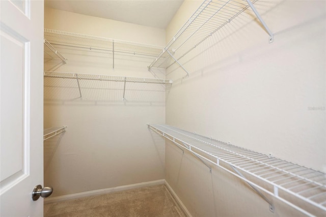 spacious closet with carpet flooring