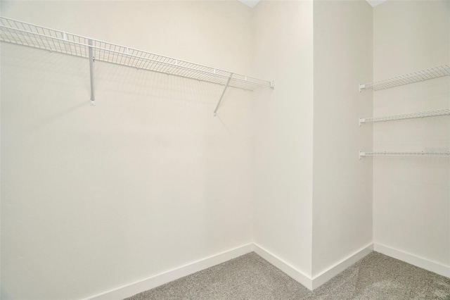 spacious closet featuring carpet floors