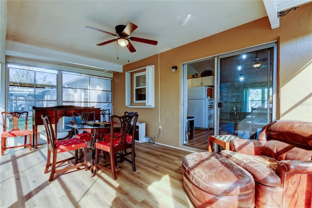 dining space with ceiling fan and light wood-type flooring