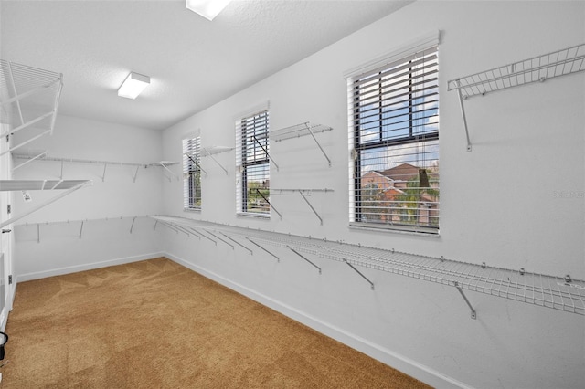 walk in closet with carpet floors