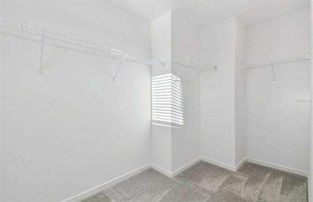 spacious closet with carpet flooring