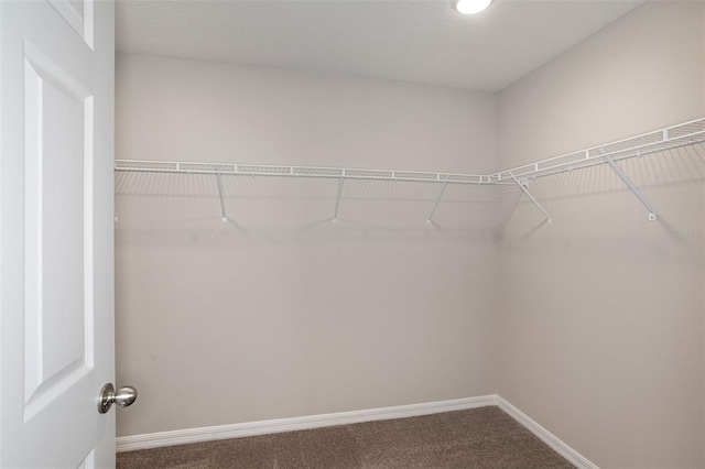 walk in closet featuring carpet flooring