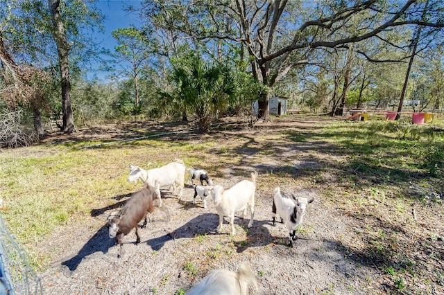 13215 Seminole Trl, Wimauma, FL 33598 - view of yard